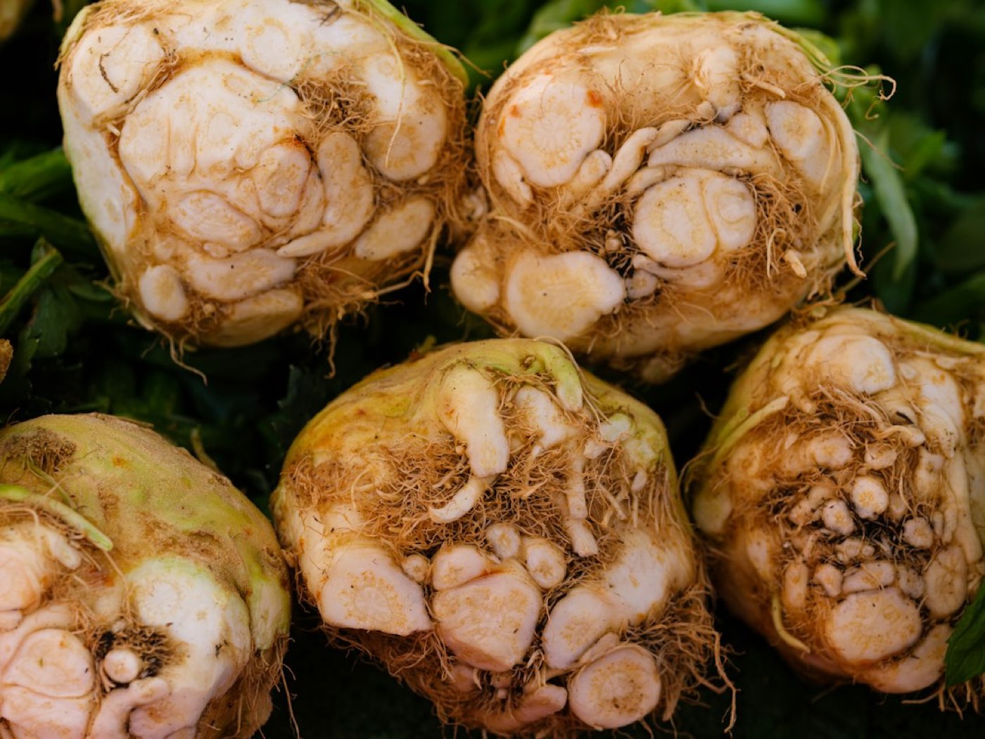 Aliments riches en inuline : ce que dit vraiment la recherche 2026 sur le muscle