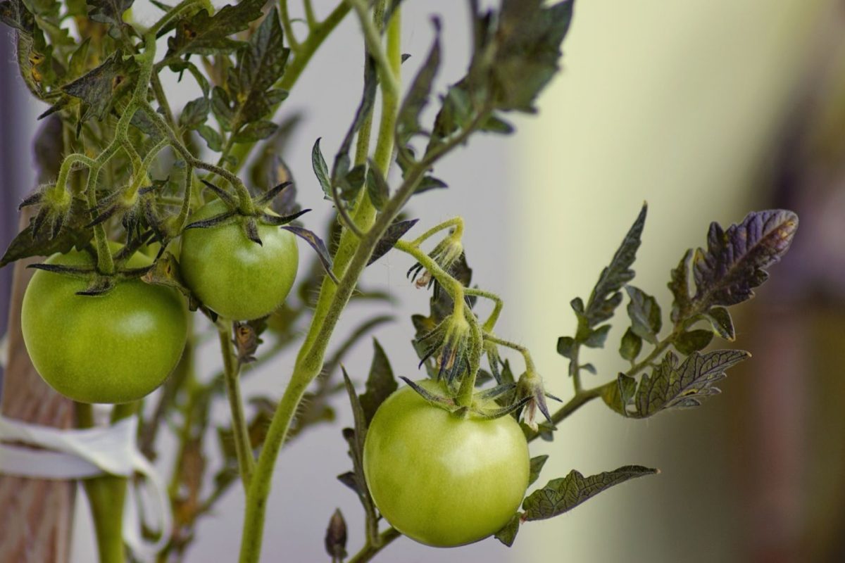 Cultiver des tomates sur balcon : conseils essentiels
