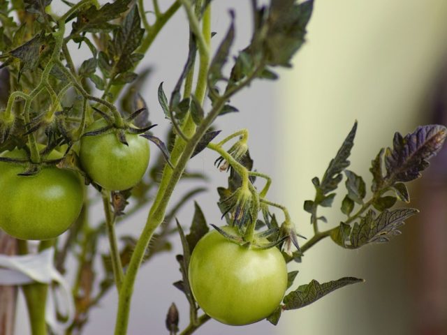 Cultiver des tomates sur balcon : conseils essentiels