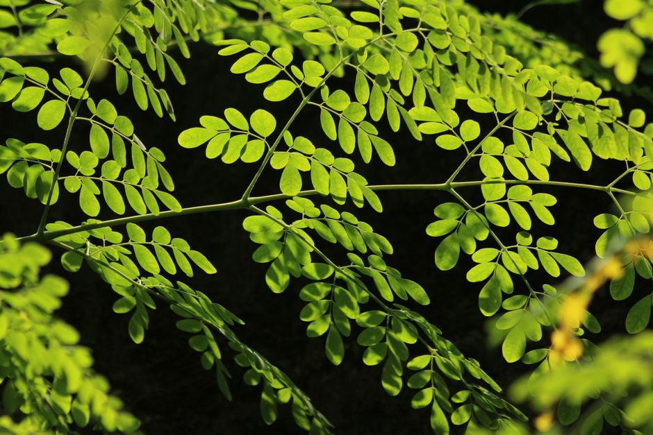 Feuilles de moringa
