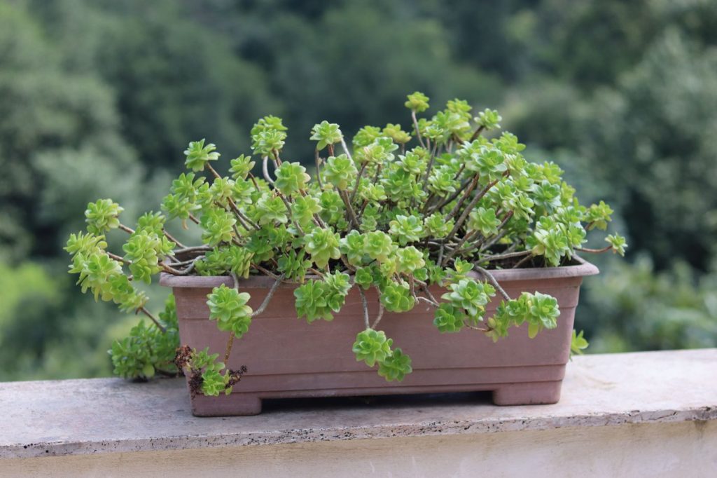 Plantes faciles à planter en pot pour balcon urbain