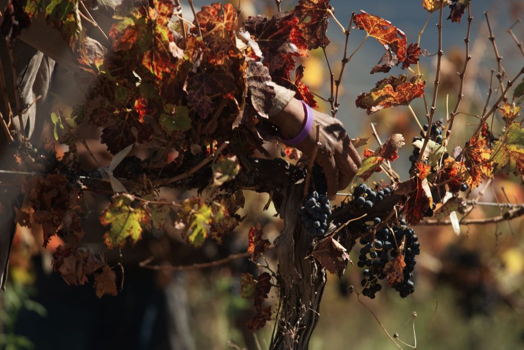 Les bienfaits du raisin pour la santé