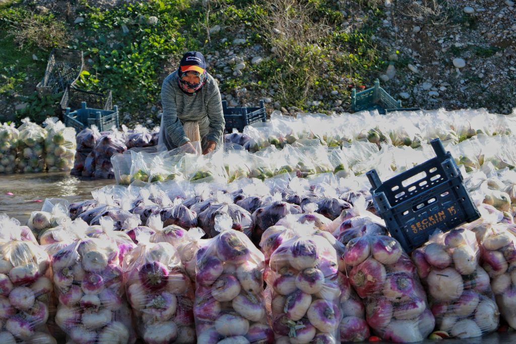Profiter des légumes de saison : un atout pour votre santé et votre bien-être