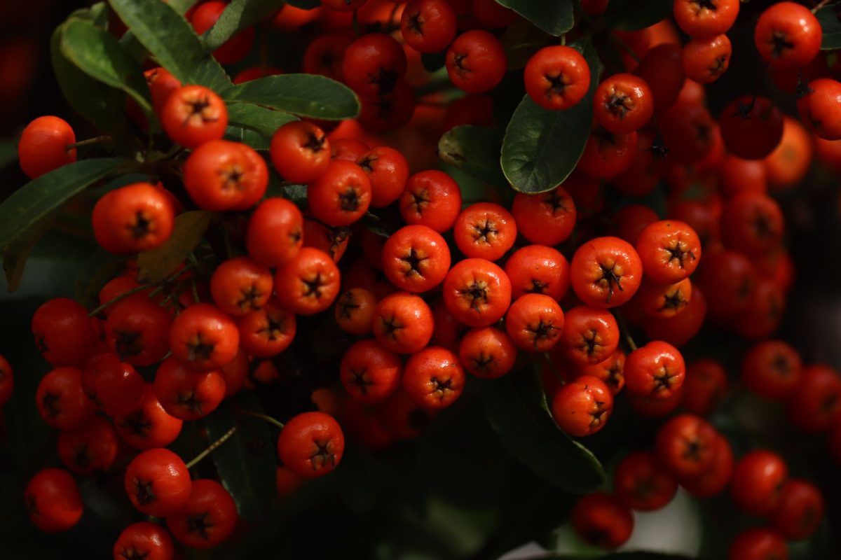 Quels fruits d’automne renforcent votre immunité ? Découvrez les essentiels