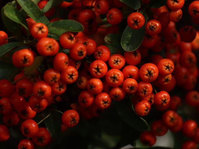 Quels fruits d’automne renforcent votre immunité ? Découvrez les essentiels