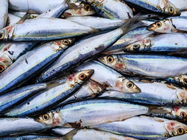 Pourquoi intégrer les sardines dans son alimentation quotidienne ?