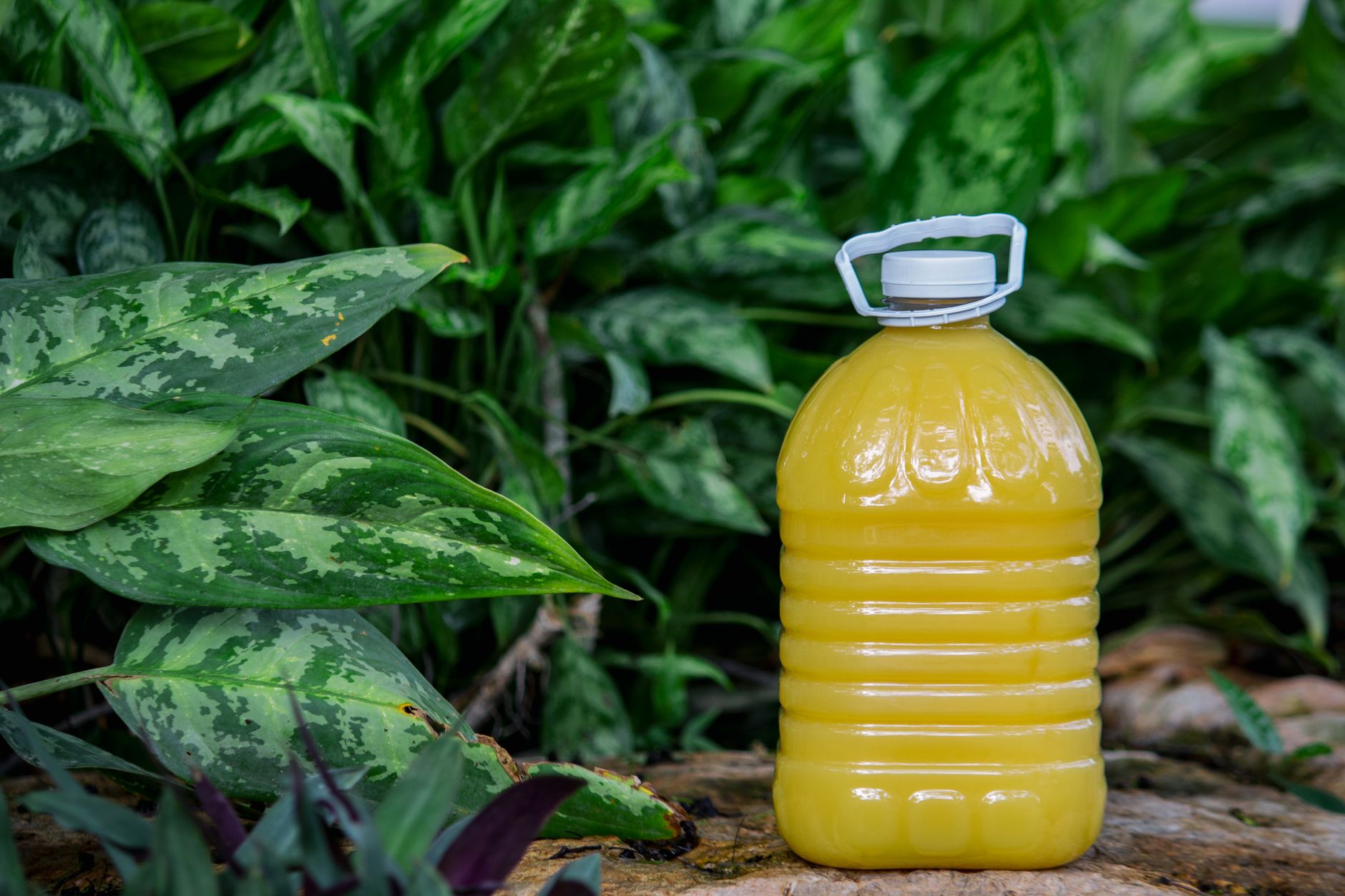 Jus botaniques : entre promesses santé et prix élevés