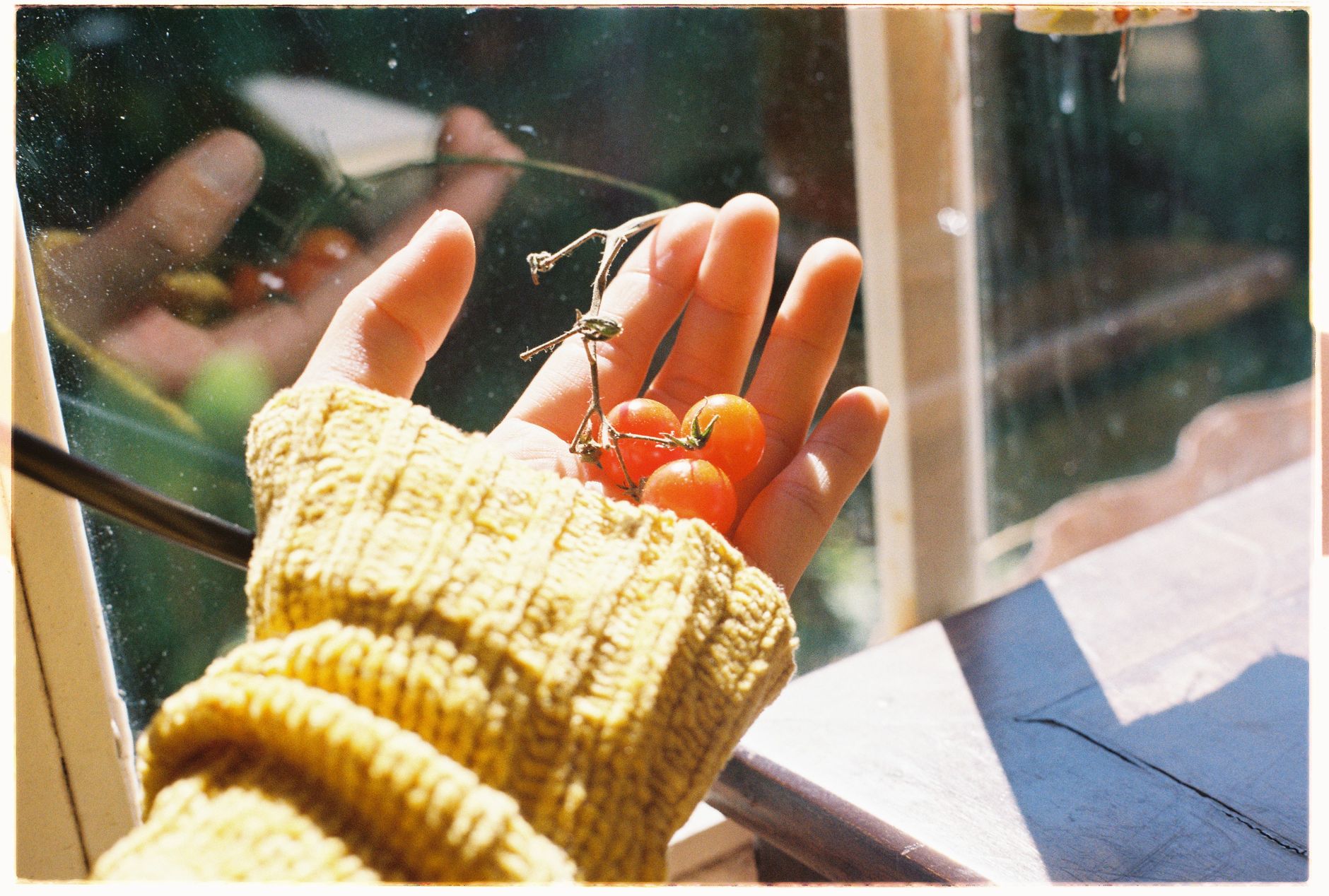 Cultiver des tomates sur balcon : conseils essentiels