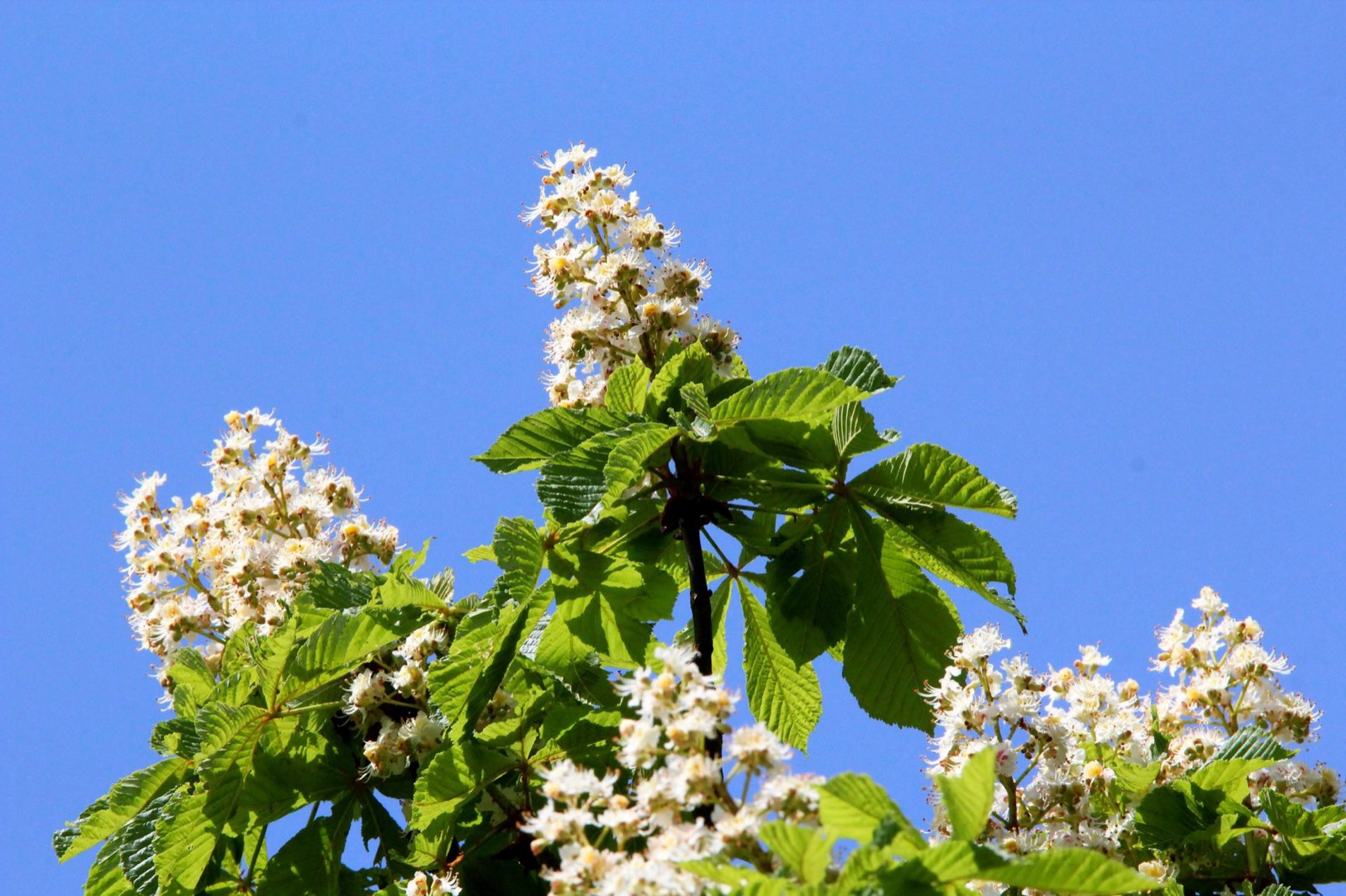 Grappes de fleurs blanches de marronnier, l'arbre dont est tirée la fleur de Bach White Chestnut