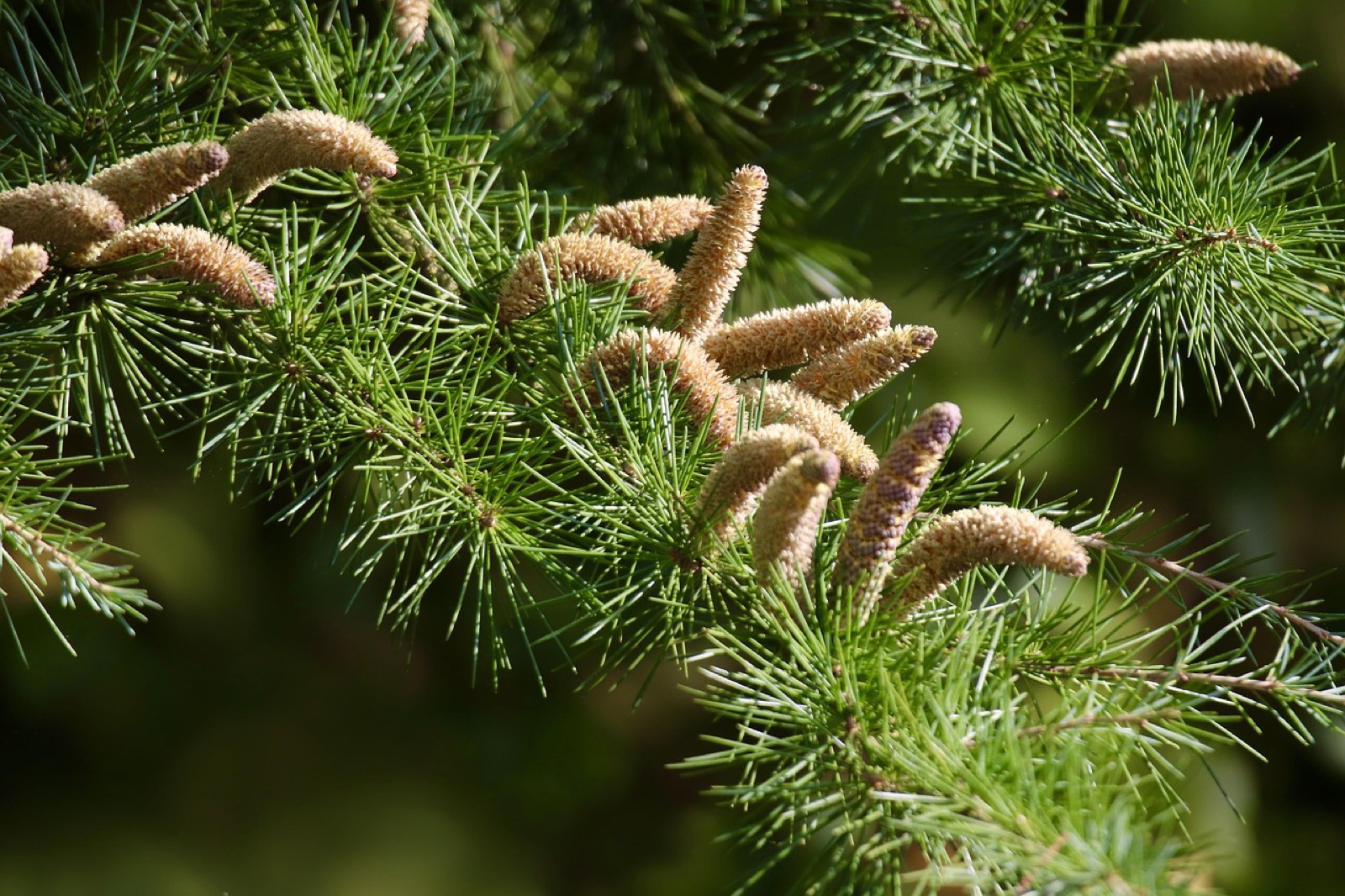 Morceaux de bois de cèdre et gousses de vanille, matières des parfums boisés et gourmands de 2026