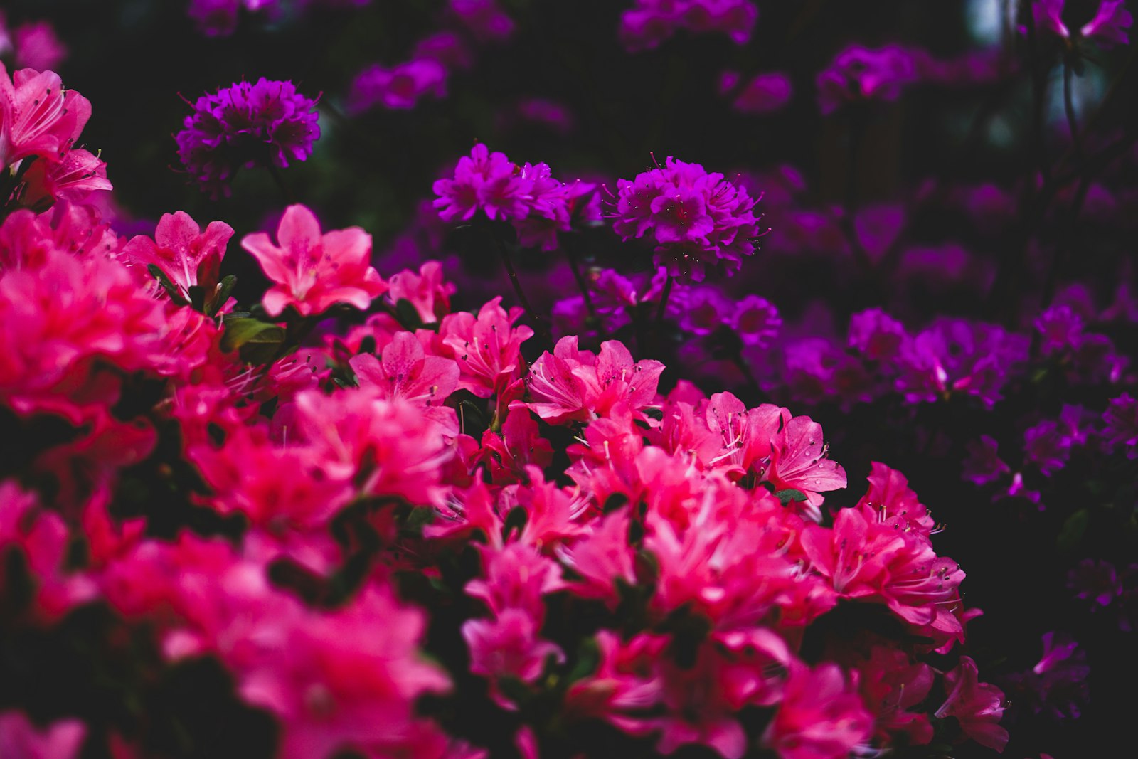 Dès aujourd&rsquo;hui, revitalisez votre peau avec les eaux florales