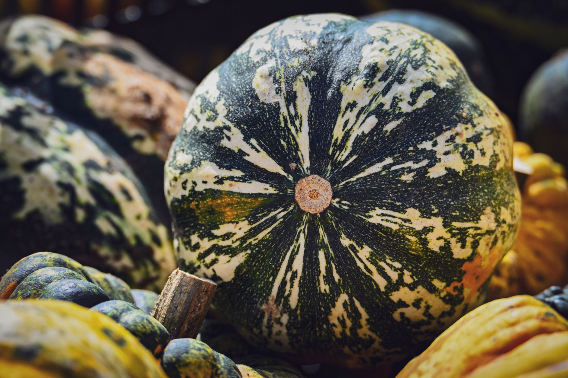 Pourquoi l’automne est la meilleure saison pour des recettes réconfortantes ?