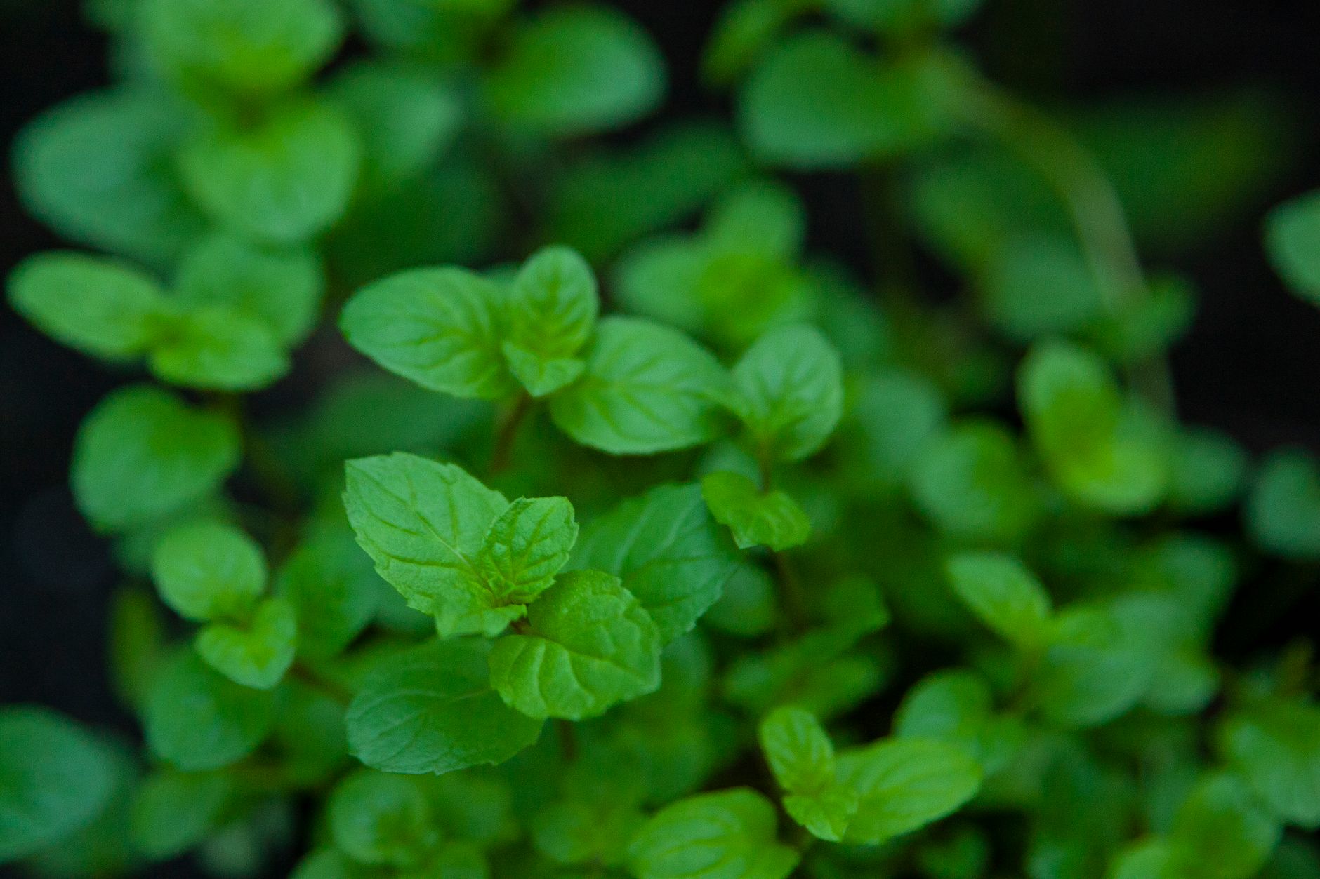 La menthe poivrée booste-t-elle vraiment votre santé ? Oui, et voici comment !