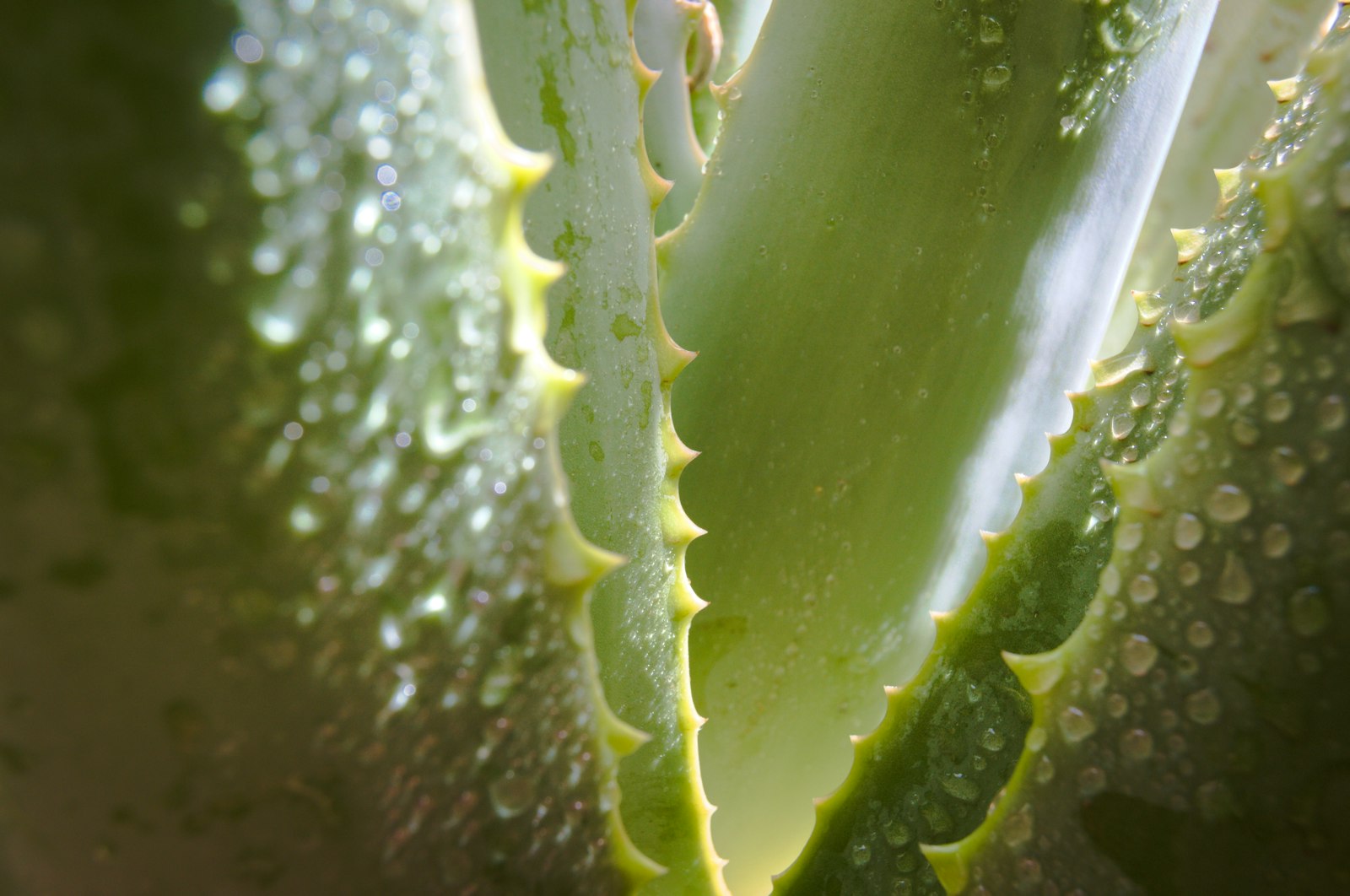 Dès aujourd’hui, l’aloe vera devient indispensable à votre routine beauté