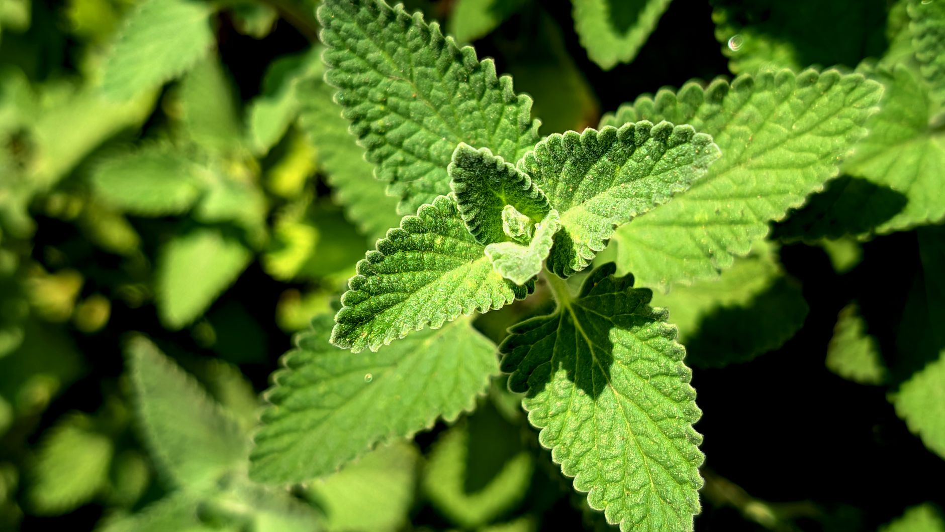 Ne jetez plus votre menthe flétrie : 7 astuces pour en profiter